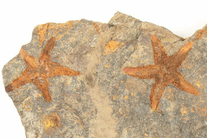 Two Ordovician Starfish (Petraster?) Fossils - Morocco #195864